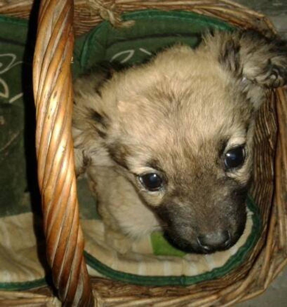 Znalazł dom na Święta - Historia małego szczeniaka, który został przerzucony przez płot Znalazł dom na Święta - Historia małego szczeniaka, który został przerzucony przez płot