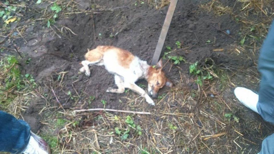 Zwierzę konało w męczarniach. Nie miało dostępu do jedzenia ani wody