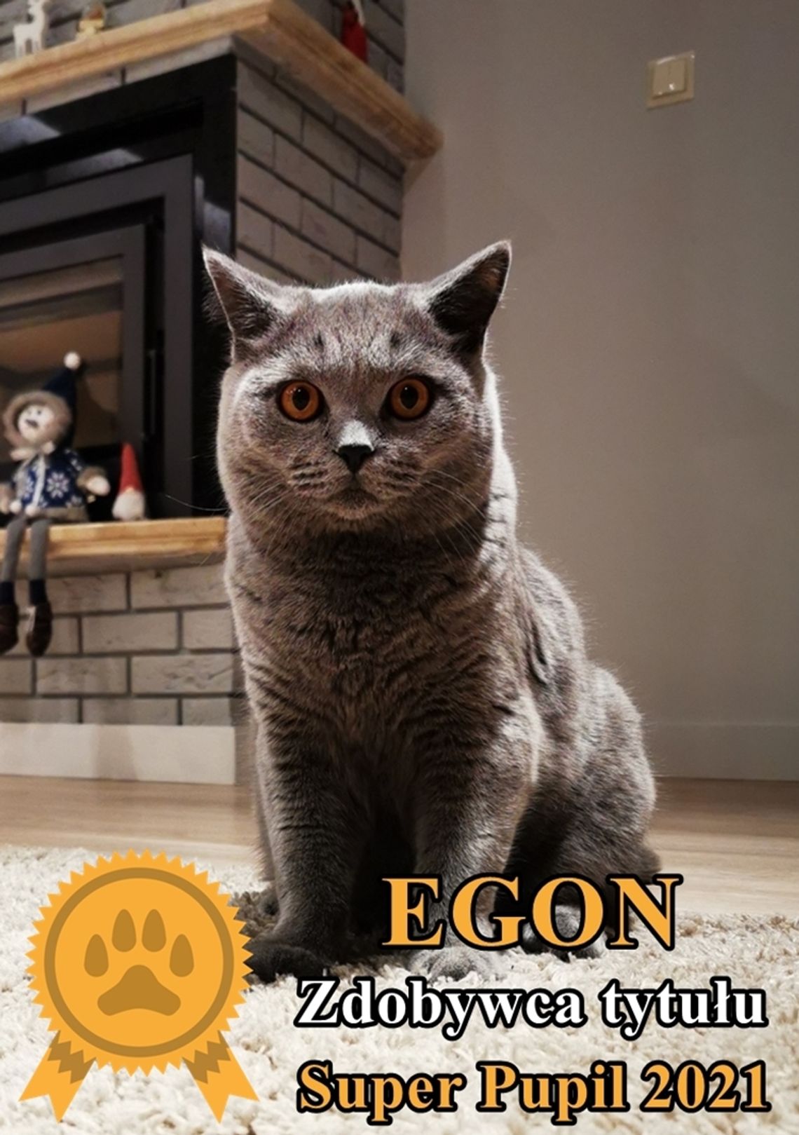 Zwycięzcą tytułu Super Pupil 2021 został kot EGON! Gratulujemy!
