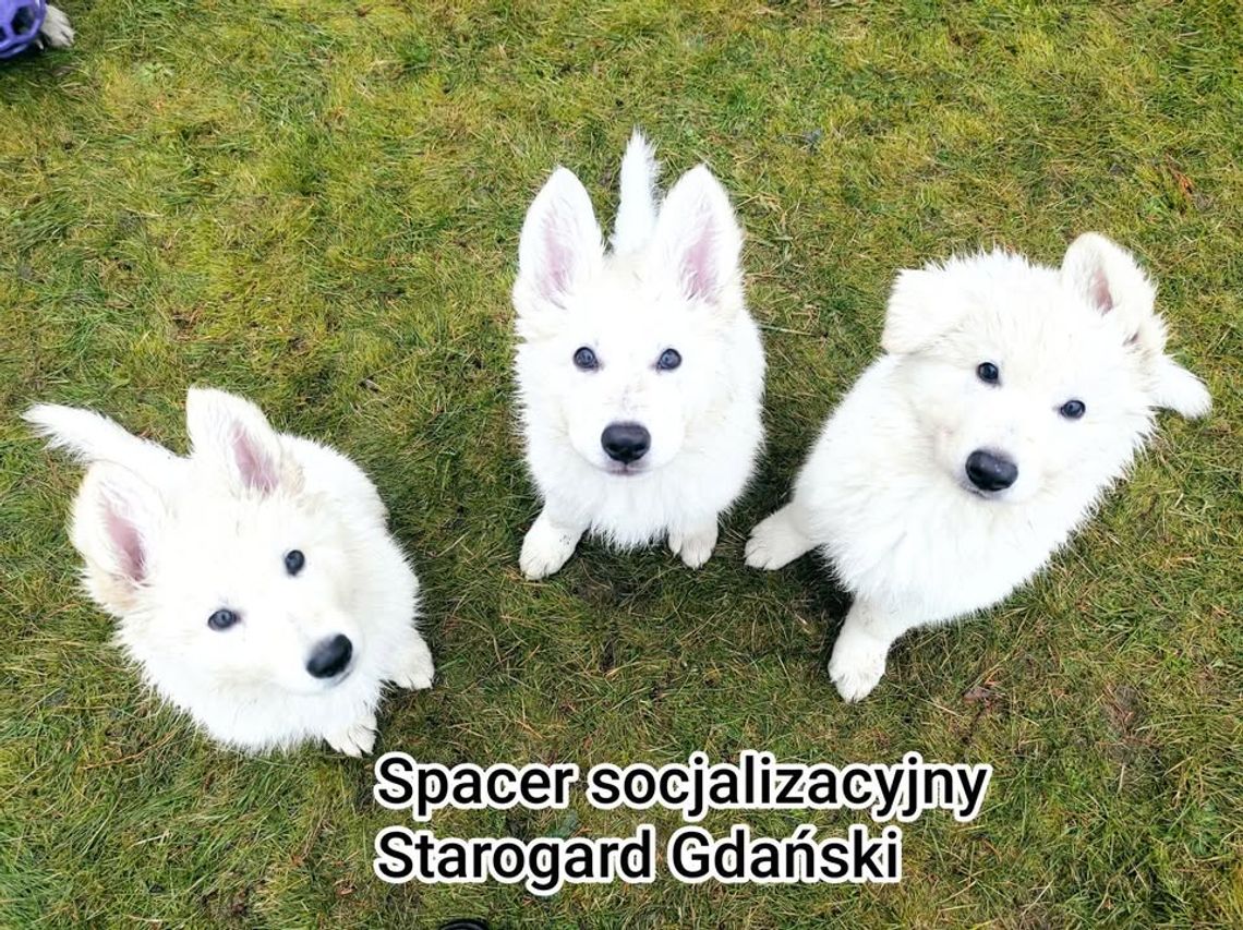 Spacer socjalizacyjny dla szczeniąt w Starogardzie Gdańskim